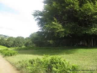 fugio Trearie-11-06-2016 11-46-08
